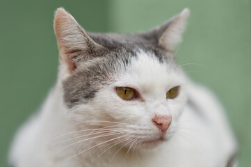 portrait of white cat sitting on the fence 