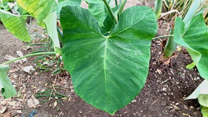 Large taro plant Colocasia esculenta with green heart-shaped leaves growing in tropical garden perfect for agriculture botany farming and food crop concept