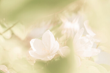 Bauhinia acuminata L. Close up Bauhinia acuminata or white snowy orchid flower, beautiful flowers natural white other blossom blur background, Abstract style for text.