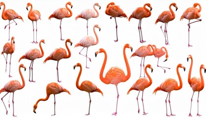 Obraz premium Flamingo