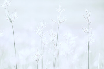 Beautiful blurred background nature in pastel colors with a soft focus of blue shades. fresh wallpaper concept, among green leaves and other blossom blur background.