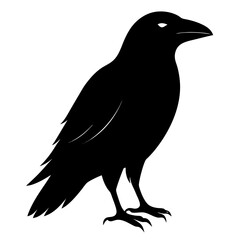 Obraz premium Black silhouette of a crow standing on a white background