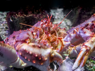 big crab in ocean water close up