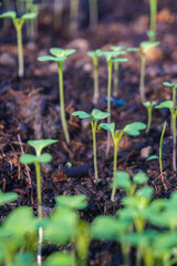 Brassica juncea sapling small leaf on the vegetable plot in the garden in the morning There is a sunny show.