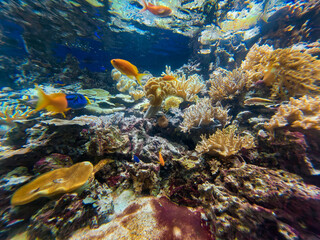 Fototapeta premium there are many colorful fish in the water of the Red Sea in Egypt