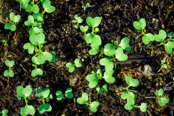 Brassica juncea sapling small leaf on the vegetable plot in the garden in the morning There is a sunny show.