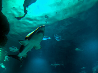 Obraz premium large shark with its mouth and teeth open in the water