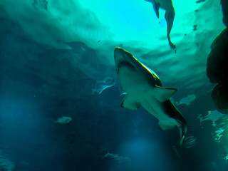 Obraz premium large shark with its mouth and teeth open in the water