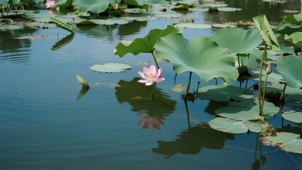 Summer Solstice - Chinese 24 Solar Terms, Lotus Flowers Blooming in Midsummer Landscape, Peaceful Water Reflection
