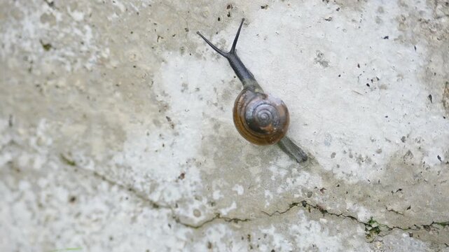 Tanychlamys indica or&nbsp;horntail snail. It is a&nbsp;species&nbsp;of air breathing&nbsp;land snail, a&nbsp;terrestrial&nbsp;pulmonate&nbsp;gastropod&nbsp;mollusk, in the family&nbsp;Ariophantidae. Land snail.