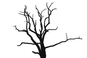 Gnarled bare tree branches isolated on transparent background