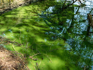 Algae in full bloom in a polluted lake in norrthern germany