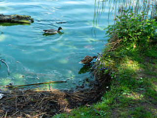 Algae in full bloom in a polluted lake in norrthern germany