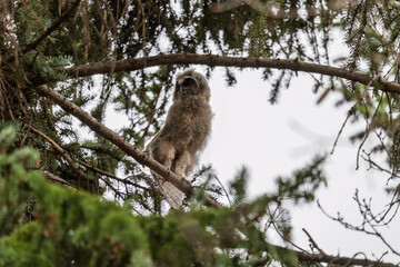 Long-eared owl owlet on a tree