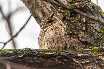 Long-eared owl (Asio otus), looking forward with wide opened eyes