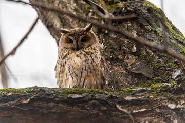 Long-eared owl (Asio otus), looking forward with wide opened eyes