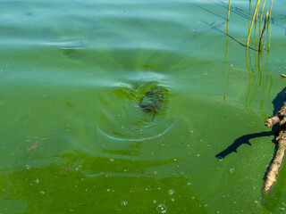Algae in full bloom in a polluted lake in norrthern germany