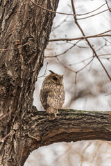 Long-eared owl (Asio otus), looking forward with wide opened eyes