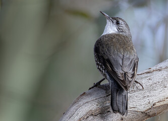 White-Throated Treecreeper