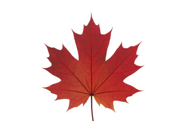 Obraz premium Vibrant red maple leaf isolated on transparent background