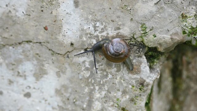 Tanychlamys indica or&nbsp;horntail snail. It is a&nbsp;species&nbsp;of air breathing&nbsp;land snail, a&nbsp;terrestrial&nbsp;pulmonate&nbsp;gastropod&nbsp;mollusk, in the family&nbsp;Ariophantidae. Land snail.