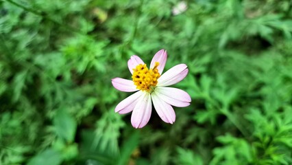 Obraz premium Purple Kenikir Flower (Cosmos caudatus) Blooming in Tropical Garden – Natural Light and Green Surroundings