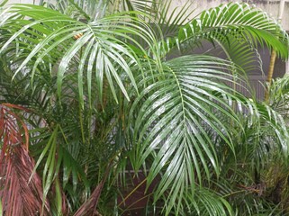 Fototapeta premium palm tree leaves