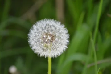 Fotobehang Paardenbloem a macro shot of a delicate dandelion seed head, also known as a blowball. Its intricate network of fluffy white pappus is perfectly round and stands out against the blurred green background of grass.   © Freiberufler