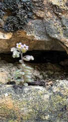 Delicate flowering plant emerging from rocky crevice, showcasing resilience and beauty in a natural environment with textured stone backdrop