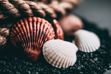 Close-up of seashells on dark pebbles, with rope