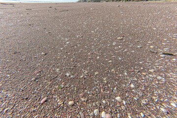 Close-up view of a beach with tiny shells