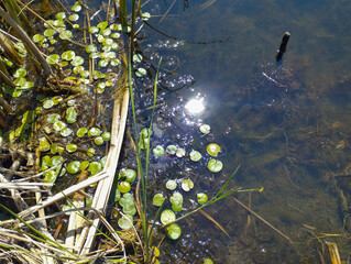 ​The summer sun reflects off the smooth water surface, illuminating small, round leaves of aquatic plants floating near the bank. Reeds and dry stems on the left create a natural border, separating th