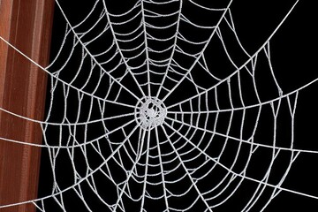 Obraz premium Frosted spiderweb on black background