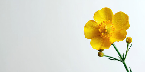 Vibrant yellow buttercup flower with delicate petals and green stems is isolated against clean white background, creating fresh and cheerful appearance