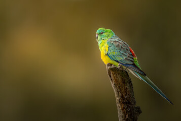 Red-Rumped Parrot