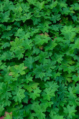 geranium leaves, top view.