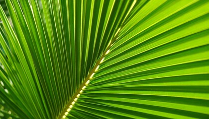 Obraz premium Close-up of vibrant palm frond