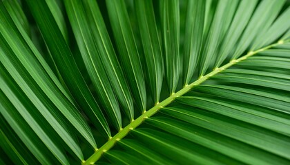 Close-up of vibrant palm leaf veins