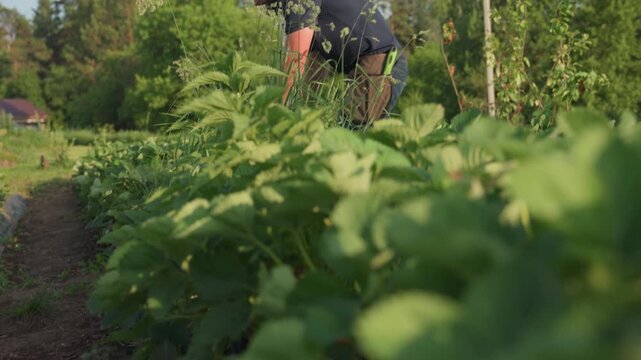 Close up gardener wearing jeans, blue polo and ash gloves working in lush farm field under bright sun, bending over soil and tending plants with focused hand movements among green foliage