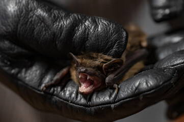 A bat held in a glove on a human hand.