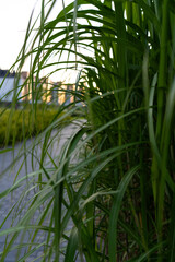 Fototapeta premium Close-up of green grass blades in an urban park setting during sunset 