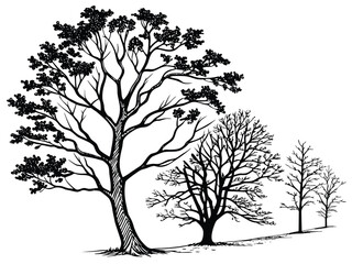 Obraz premium Seasons of the tree vector, illustrating the four stages of growth and change through spring, summer, autumn, and winter. Perfect for nature designs, educational projects, and seasonal branding.