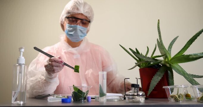 In a laboratory dedicated to plant research, a scientist in protective gear examines aloe vera and conducts experiments.