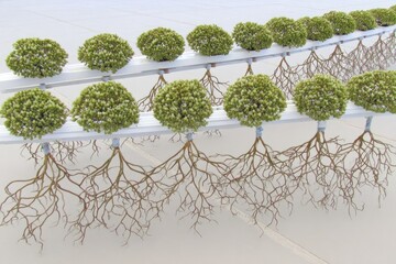 Rows of small, leafy plants with visible roots, mounted on white channels, in a controlled environment