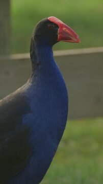 A close-up of a Pukeko bird, also known as a Purple Swamphen, standing in a grassy field in New Zealand. The bird is looking to the right.