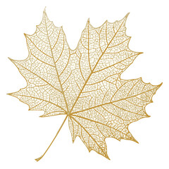 maple leaf isolated on white, Vector of leaf skeleton of a tree on a black background.