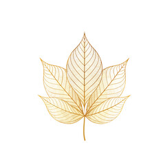 Autumn leaf skeleton isolated on white background