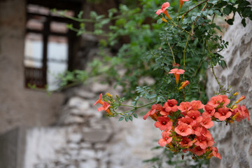 red flowers on the wall