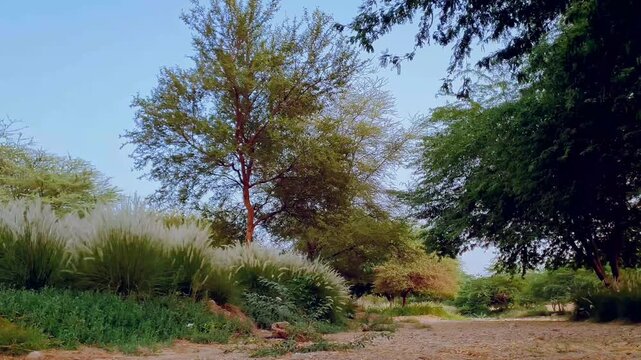 Wadi Hanifa Garden, Riyadh, Saudi Arabia