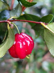 Red and juicy Surinam cherry (Eugenia uniflora) fruit, hanging on a branch surrounded by green...